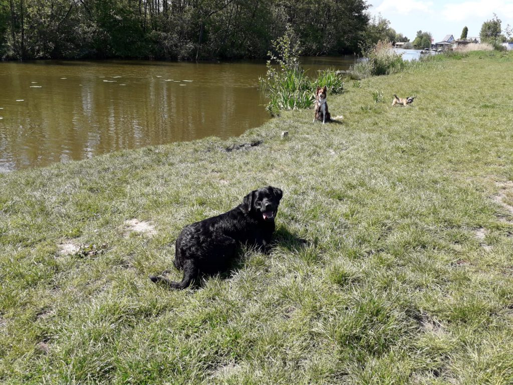 hondenuitlaatservice-nieuwkoop