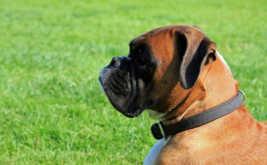 uitlaatservice-honden